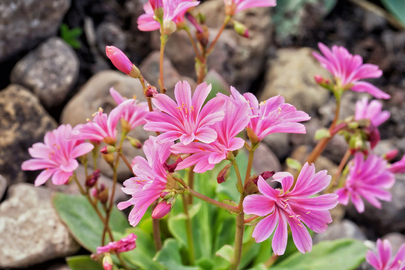 Lewisia-cotyledon.jpg