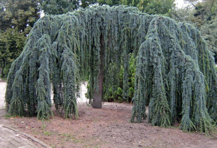 Libanon Ceder - Cedrus libani 'Glauca pendula' boomsoort 