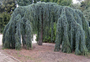 Libanon Ceder - Cedrus libani 'Glauca pendula' boomsoort 