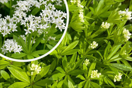 Lievevrouwebedstro - Galium odoratum