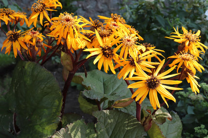 Kruiskruid - Ligularia dentata 'Desdemona'