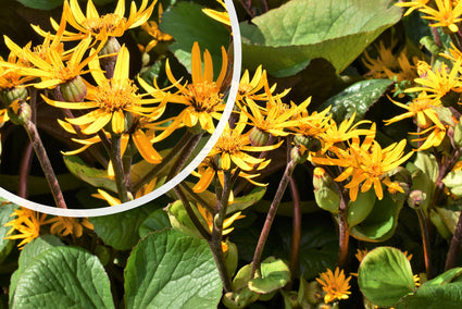 Kruiskruid - Ligularia dentata in bloei