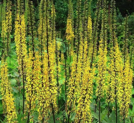 Ligularia przewalskii bloeiwijze opgaand schaduwplant borderpakket