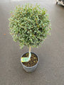 Liguster - Ligustrum Jonandrum - halfstam