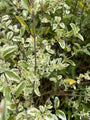 Ligustrum-ibota-musli.jpg