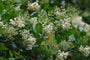 Japanse liguster - Ligustrum japonicum