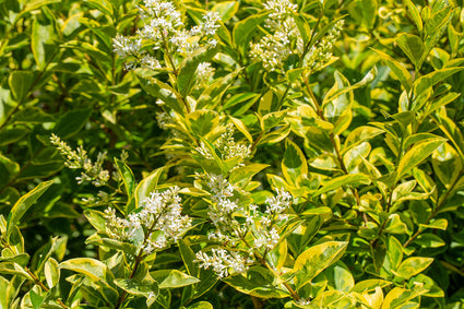 Haag Liguster - Ligustrum ovalifolium 'Aureum'