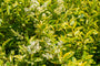 Haag Liguster - Ligustrum ovalifolium 'Aureum'