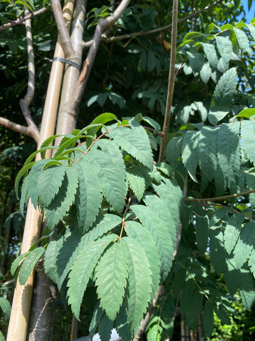 Blad Lijsterbes - Sorbus aucuparia 'Fingerprint'