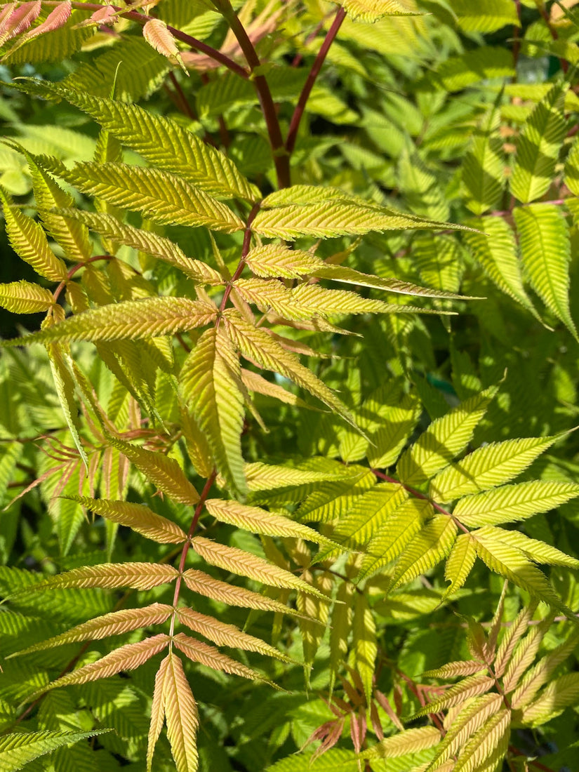 Lijsterbesspirea - Sorbaria sorbifolia 'Sem'