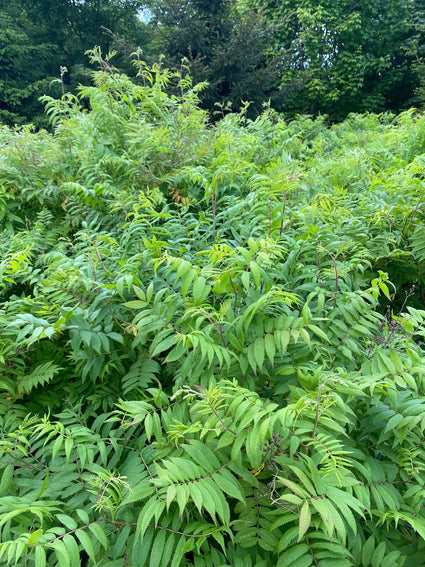 Lijsterbesspirea - Sorbaria sorbifolia