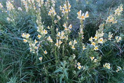 Vlasbekje - Linaria vulgaris