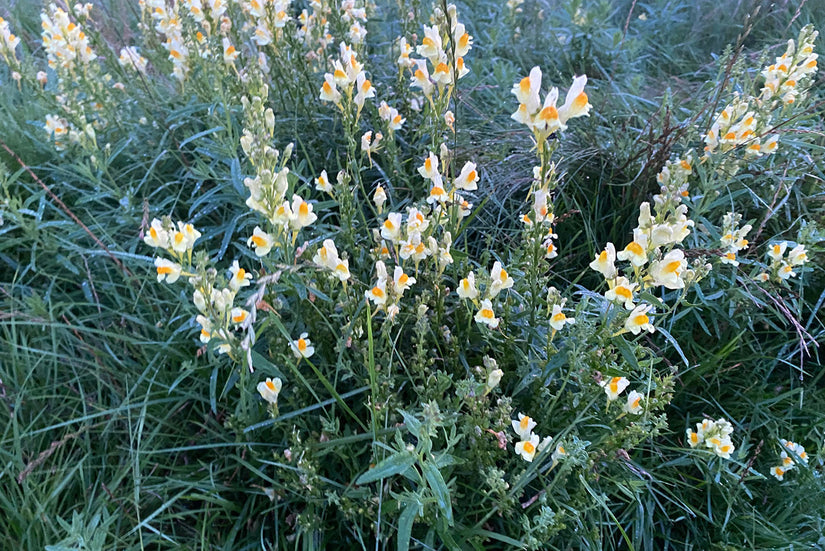 Vlasbekje - Linaria vulgaris