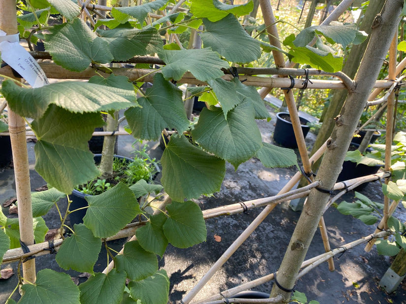 Blad Linde - Tilia europaea 'Pallida'