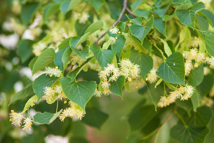 Lindeboom - Tilia cordata 'Rancho'