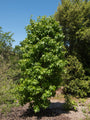 Amberboom  - Liquidambar styraciflua 'Slender Silhouette' Zuilvorm