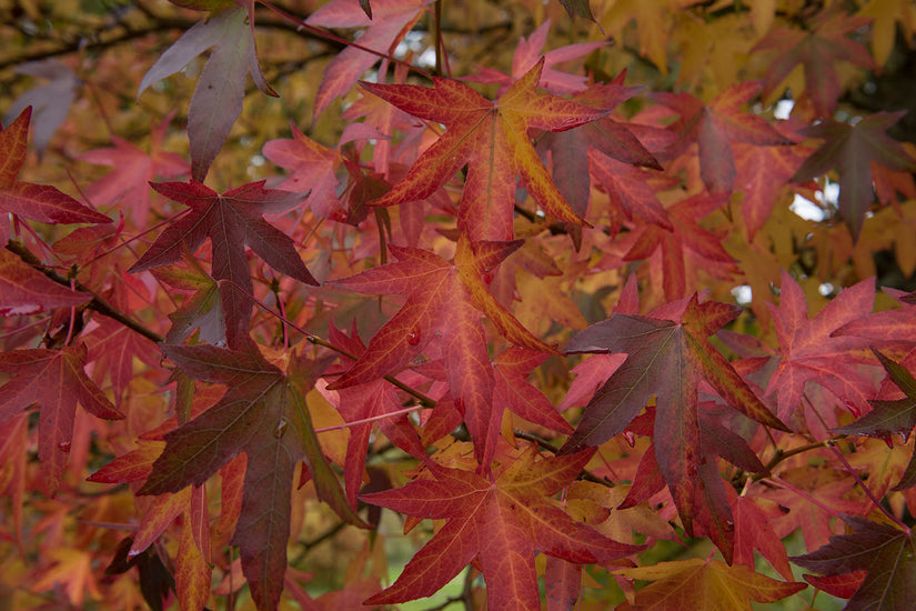 Zuil Amberboom - Liquidambar styraciflua 'Worplesdon' Mooie herfstkleuren