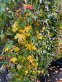 Kant en klare Amberboom haag - Liquidambar styraciflua (Espalier