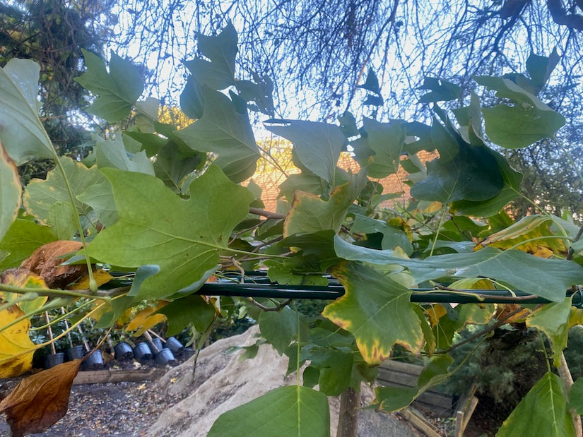 Liriodendron-blad.jpg