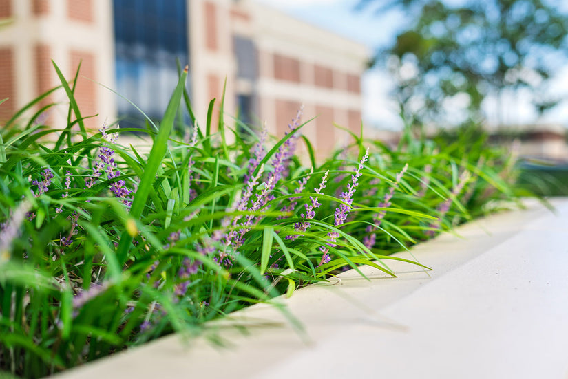 Leliegras - Liriope Muscari 'Royal Purple'