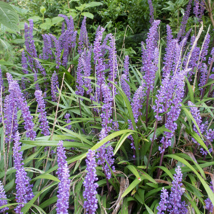 Liriope musc. 'Big Blue' - groenblijvende siergrassen