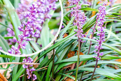 Leliegras - Liriope muscari 'Lilac Wonder' in bloei