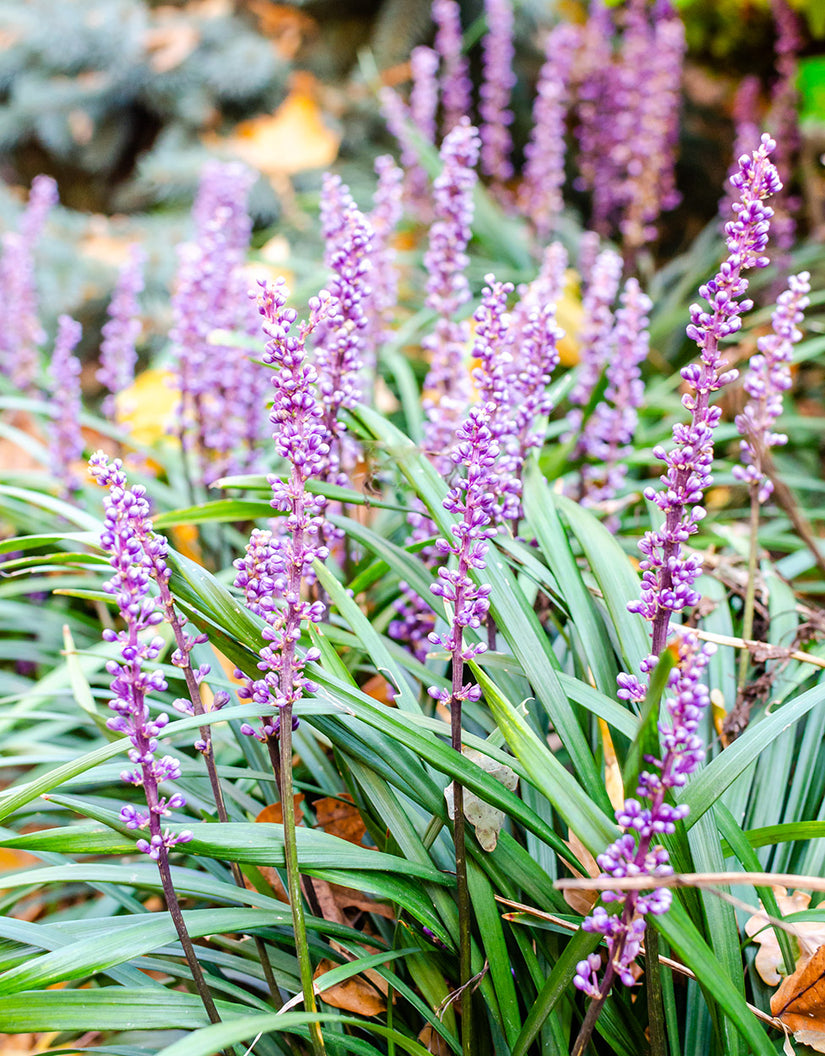 Leliegras - Liriope muscari 'Lilac Wonder'