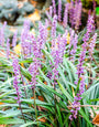 Leliegras - Liriope muscari 'Lilac Wonder'