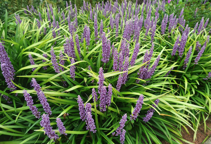 Siergras haag tuinplanten liriope