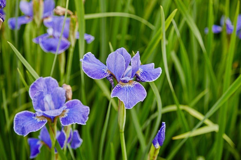 Lis-Iris-Sibirica-silver-edge.jpg