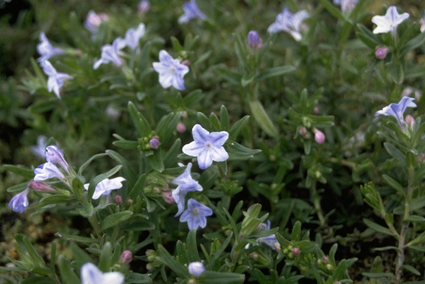 Steenzaad - Lithodora diffusa 'Cambridge Blue'