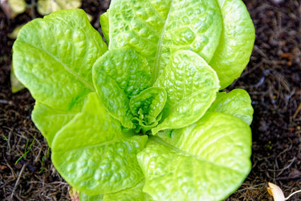 Little gem sla - Lactuca sativa