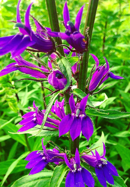 Tuinplanten laatbloeiers paars vaste plant