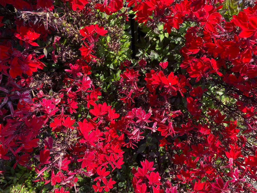 Lobelia speciosa 'F1-Scarlet'