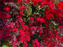 Lobelia speciosa 'F1-Scarlet'