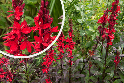 Lobelia - Lobelia x speciosa 'Queen Victoria' in bloei