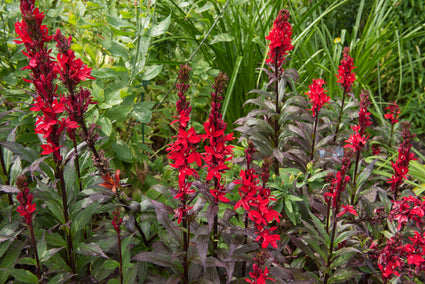 Lobelia x speciosa 'Queen Victoria'