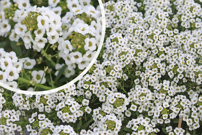 Bloei Lobularia maritima 'Snowcloth'