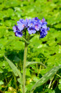 Longkruid-Pulmonaria-longifolia.jpg