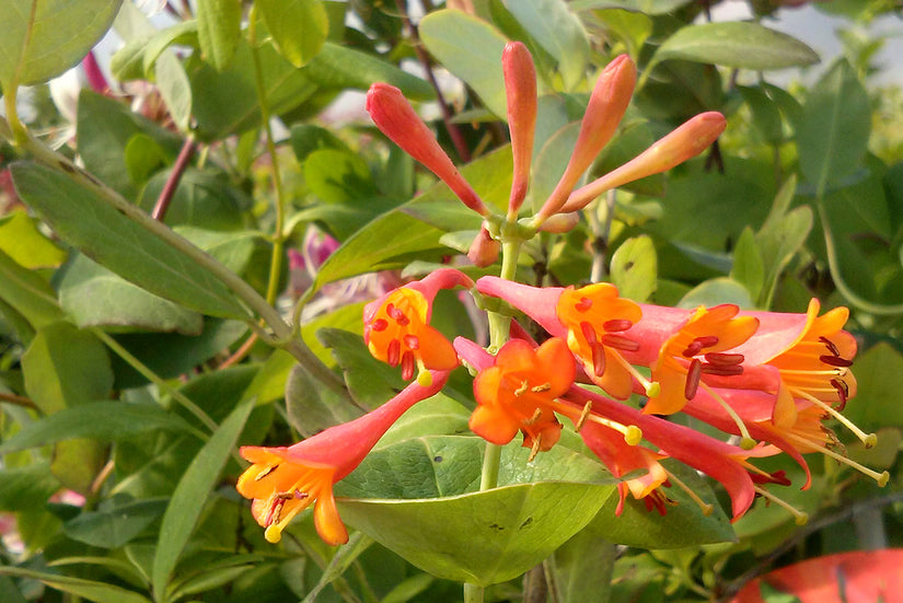 kamperfoelie - Lonicera x brownii 'Dropmore Scarlet'