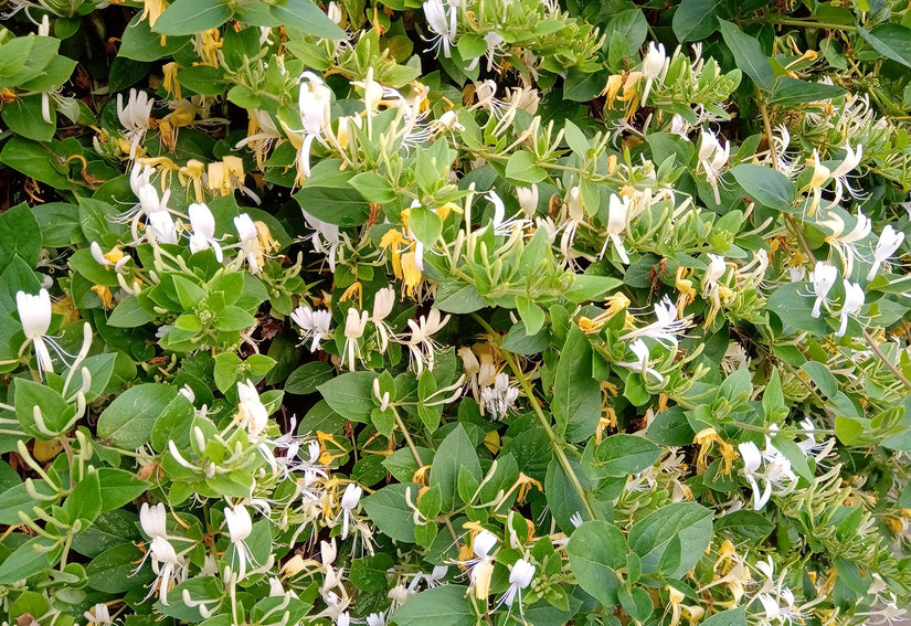 Kamperfoelie - Lonicera japonica 'Hall's Prolific'