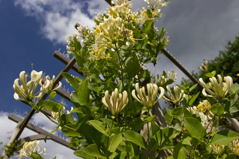 Lonicera periclymenum 'Scentsation'