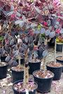 Loropetalum chinense ‘Fede’ boompje