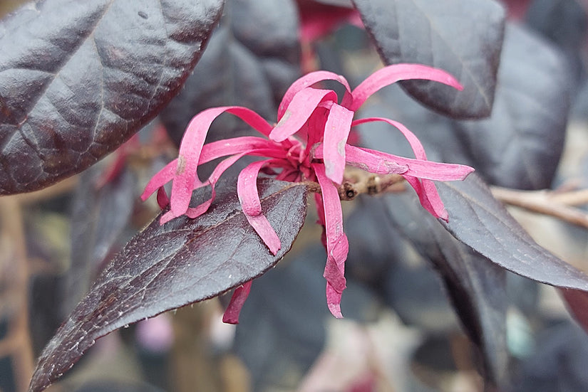 Bloei Chinese franjeboom - Loropetalum chinense ‘Fede’