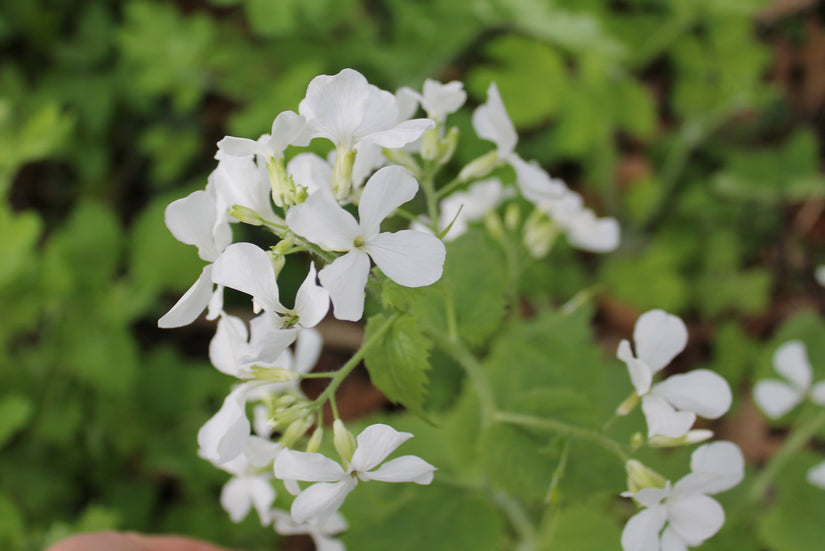 Tuinjudaspenning - Lunaria annua 'Albiflora'