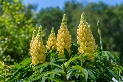 Lupine - Lupinus 'Gallery Yellow'