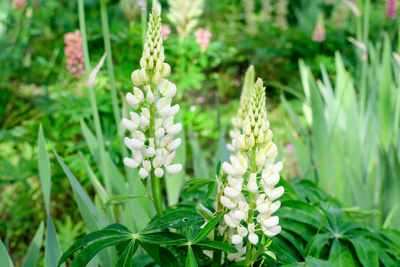 Lupinus 'Noble Maiden'