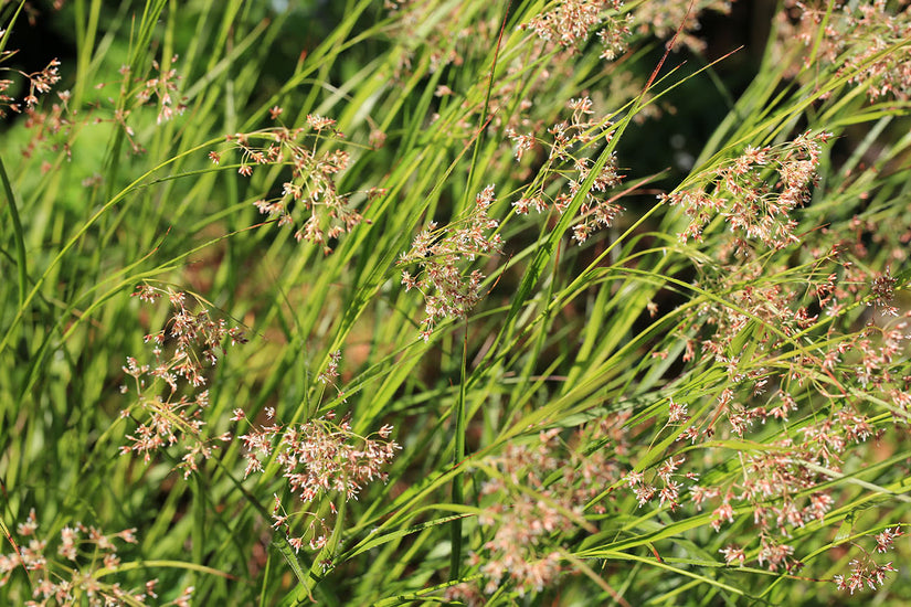 Witte veldbies - Luzula luzuloides