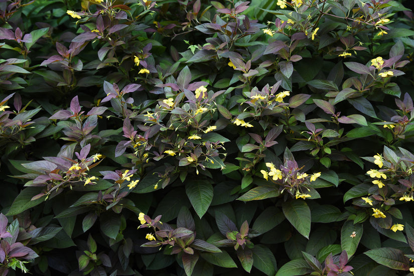 Lysimachia ciliata 'Firecracker' met gele bloemen