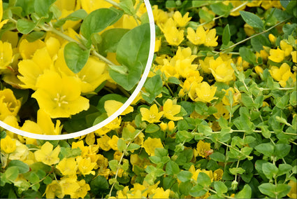Penningkruid - Lysimachia nummularia 'Aurea' in bloei